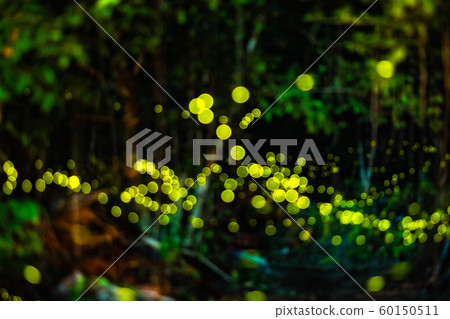 Firefly flying in the night forest Firefly flying in the night forest 60150511