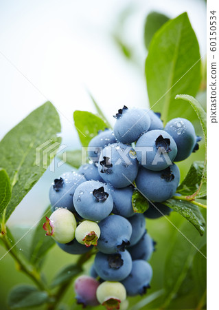 Blueberry fruit harvest 60150534