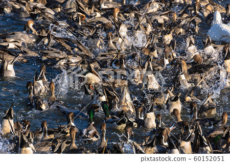 A group of ducks looking for food 60152051