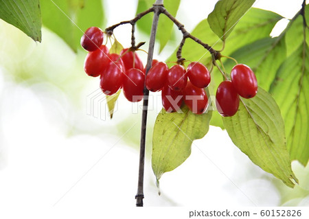 Fruit of Sanshu Fruit of Sanshu 60152826