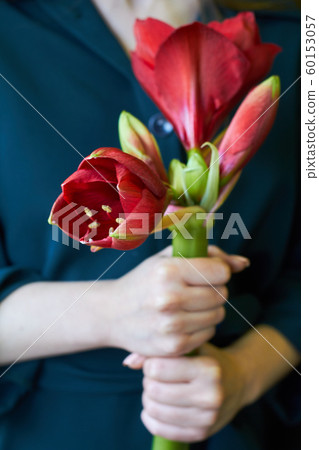 Close-up of female hands holds a red hippeastrum Close-up of female hands holds a red hippeastrum 60153057