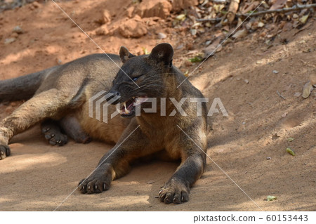 Madagascar's largest carnivore fossa Madagascar's largest carnivore fossa 60153443