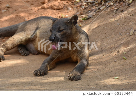 Madagascar's largest carnivore fossa Madagascar's largest carnivore fossa 60153444
