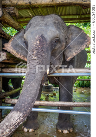 Elephant in protected park, Chiang Mai, Thailand 60154085