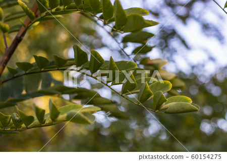 Urban Acacia leaves on branch. City park sunset 60154275
