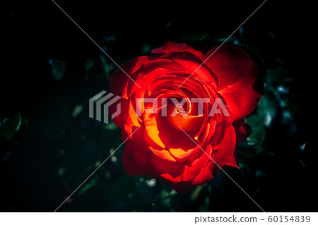 Beautiful fresh roses in close up view 60154839