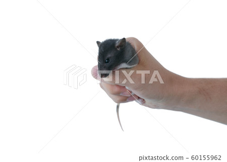 rat held in his hand on a white background rat held in his hand on a white background 60155962
