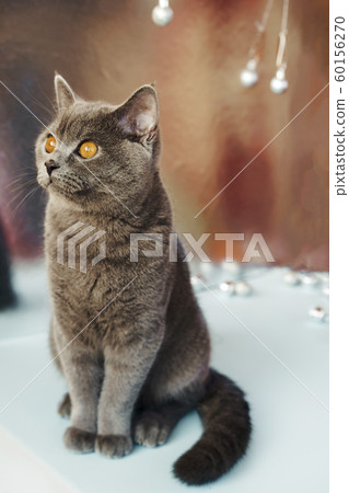 Vertical portrait of a gray british cat watching a package of holiday gifts 60156270