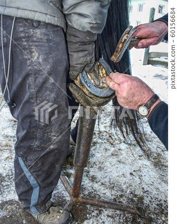 Farrier hammering new iron shoe on horse hoof 60156684