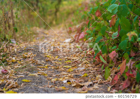 Autumn wild forest. Well-trodden path, fallen 60156729