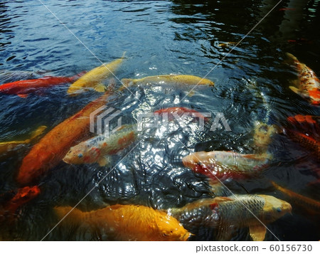 Nishikigoi Nishikigoi 60156730