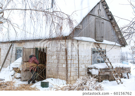 Winter is snowing. A male farmer carries dry reeds 60156762