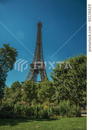 Trees and Eiffel Tower on a sunny day in Paris 60156829