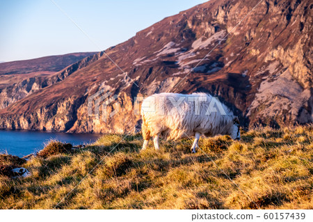 Sheep enjoying the sunset at the Slieve League cliffs in County Donegal, Ireland 60157439