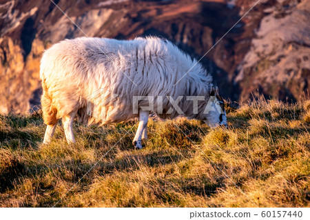 Sheep enjoying the sunset at the Slieve League cliffs in County Donegal, Ireland 60157440