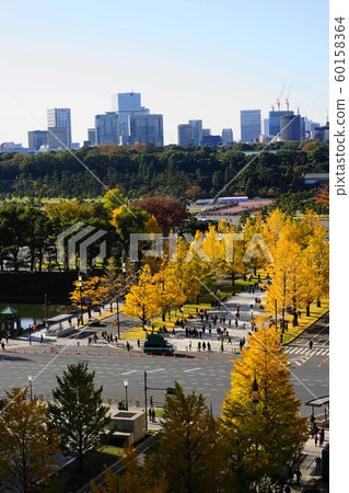 November Chiyoda 15 Imperial Palace and autumn leaves of Yukiyuki Street 60158364