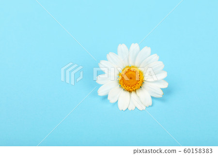 Close up one chamomile flower over blue 60158383