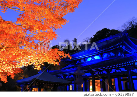 [神奈川縣]長谷寺秋葉照亮 60159087
