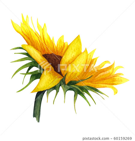 Watercolor Sunflower isolated on white background. Yellow flower with leaves, Autumn flower. Sunny flower. 60159269