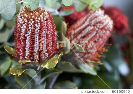 Close-up flower shop window with exotic flowers, selective focus 60160940