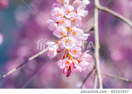 市倉(山梨縣) 市倉(山梨縣) 60161047