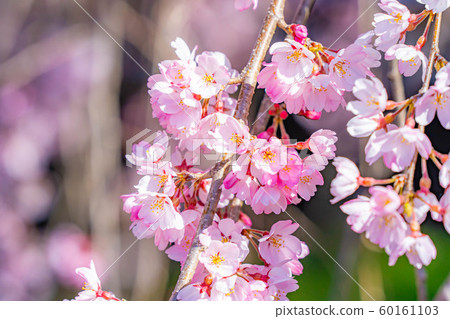 Ichizakura (Yamanashi Prefecture) 60161103