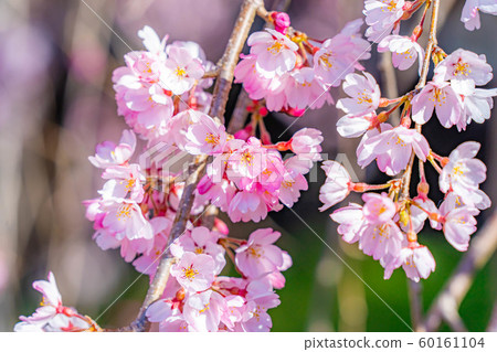 Ichizakura (Yamanashi Prefecture) 60161104