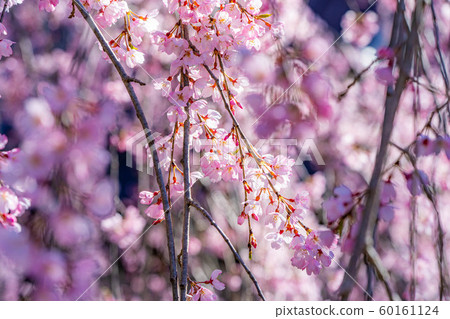 市倉(山梨縣) 市倉(山梨縣) 60161124