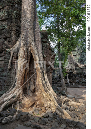 Ruins of Ta Prohm - Angkor Wat - Cambodia Ruins of Ta Prohm - Angkor Wat - Cambodia 60161812