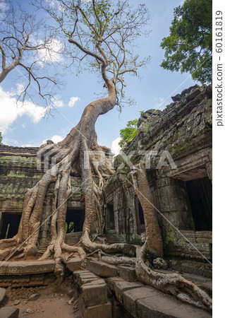 Ruins of Ta Prohm - Angkor Wat - Cambodia 60161819
