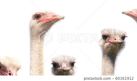 A flock of ostriches on a white background. A flock of ostriches on a white background. 60161912