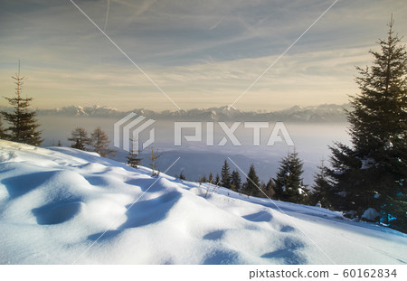 Snow covered fir trees against blue sky on cold Snow covered fir trees against blue sky on cold 60162834