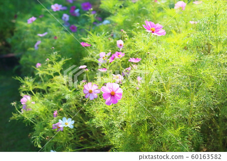 波斯菊花 波斯菊花 60163582