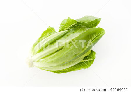 Romein生菜 Romein生菜 60164091
