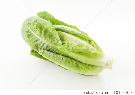 Romein生菜 Romein生菜 60164100