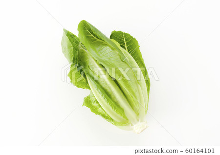 Romein生菜 Romein生菜 60164101