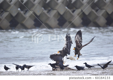 Steller's sea eagle and crows (Hokkaido) Steller's sea eagle and crows (Hokkaido) 60164133
