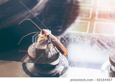 The problem in the house because of cockroaches 60164467