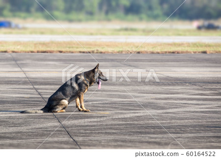 Smart police dog sitting outdoors. Brown German 60164522