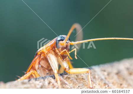 Cockroach on wooden, nature blurred background. 60164537