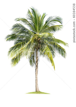 Isolated coconut tree on white background Low-cost 60164538