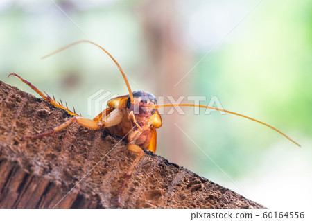 Cockroach on wooden, nature blurred background. Cockroach on wooden, nature blurred background. 60164556