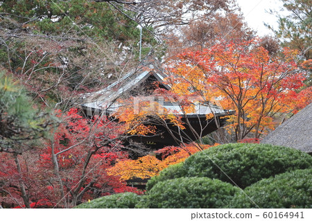 Sa玉縣新座市的Hirarinji寺在秋天 60164941