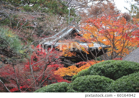 Sa玉縣新座市的Hirarinji寺在秋天 Sa玉縣新座市的Hirarinji寺在秋天 60164942