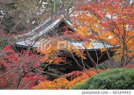 Sa玉縣新座市的Hirarinji寺在秋天 Sa玉縣新座市的Hirarinji寺在秋天 60164943