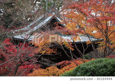 Sa玉縣新座市的Hirarinji寺在秋天 Sa玉縣新座市的Hirarinji寺在秋天 60164944