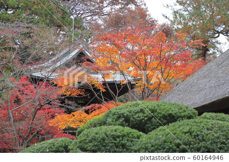 Sa玉縣新座市的Hirarinji寺在秋天 60164946