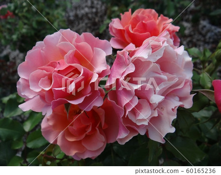 Pink Hybrid tea rose flower, Hybrid teas are the world's most popular type of rose by choice due to their color and flower form. Pink Hybrid tea rose flower, Hybrid teas are the world's most popular type of rose by choice due to their color and flower form. 60165236