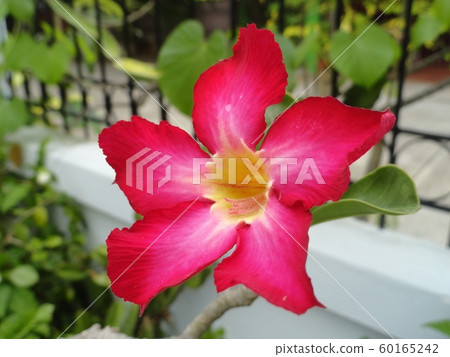 Adenium obesum flower or desert rose. Adenium obesum flower or desert rose. 60165242