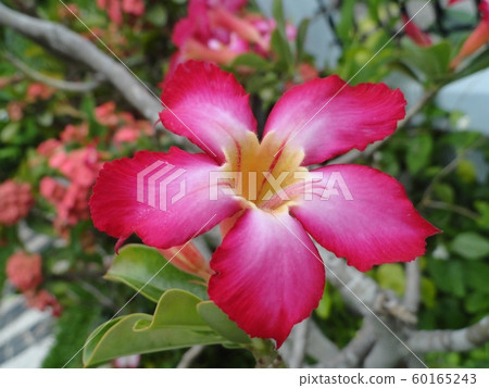 Adenium obesum flower or desert rose. Adenium obesum flower or desert rose. 60165243